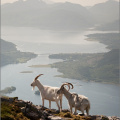 Mountain goats with Loch Leven in the background